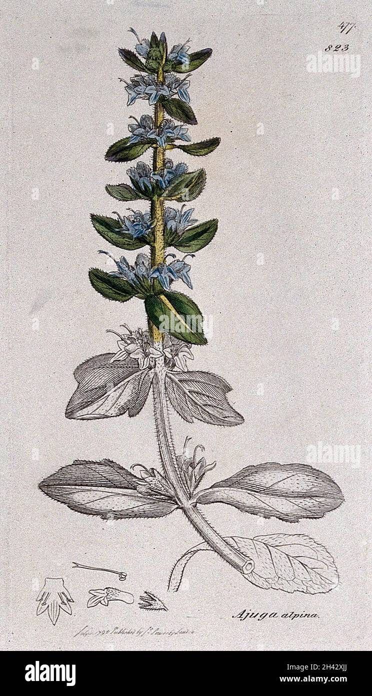 Bugle (Ajuga alpina): flowering stem and floral segments. Coloured engraving after J. Sowerby, 1798. Stock Photo