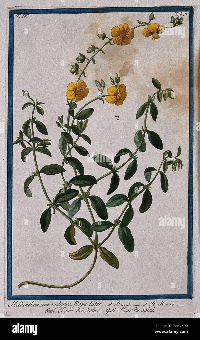 Rockrose Helianthemum Vulgare Flowering And Fruiting Stem And Seeds rockrose-helianthemum-vulgare-flowering-and-fruiting-stem-and-seeds