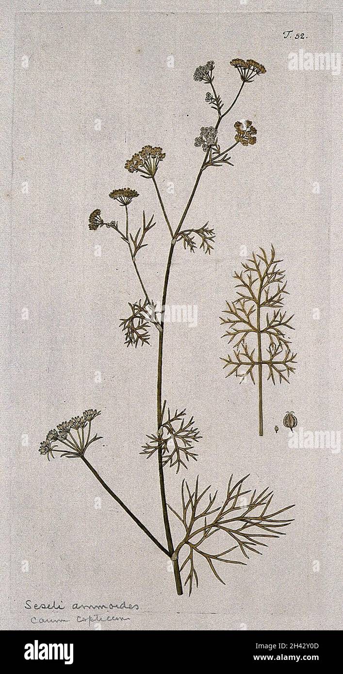Seseli ammoides L.: flowering and fruiting stem with separate leaf and fruit. Coloured engraving after F. von Scheidl, 1770. Stock Photo