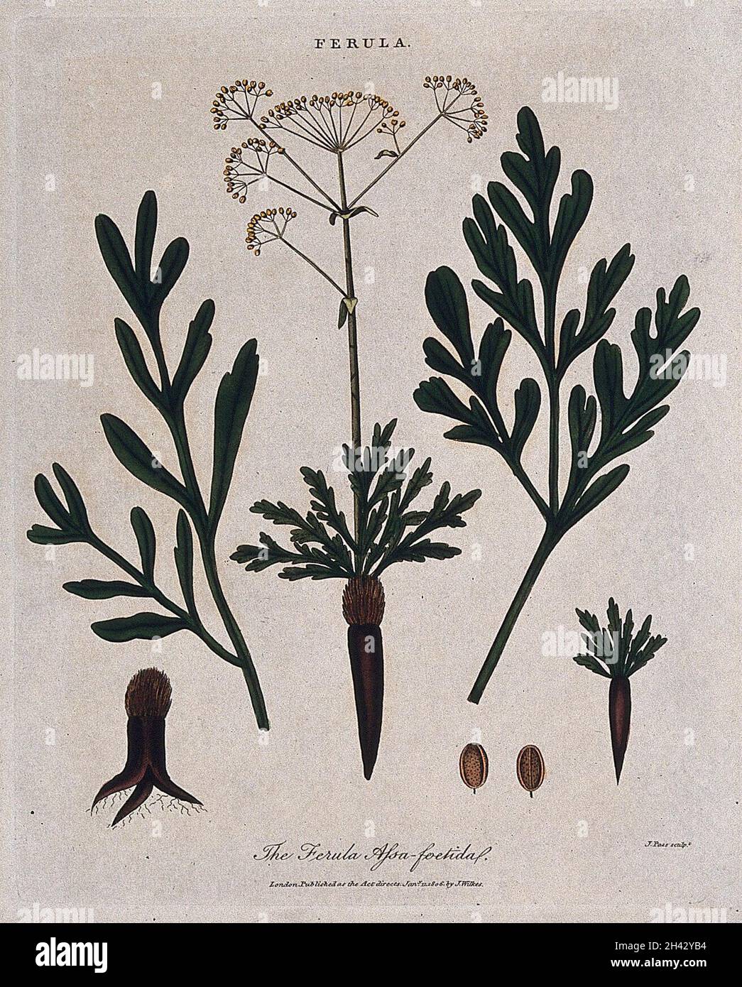 Asafoetida plant (Ferula assafoetida) flowering stem, leaves, seeds