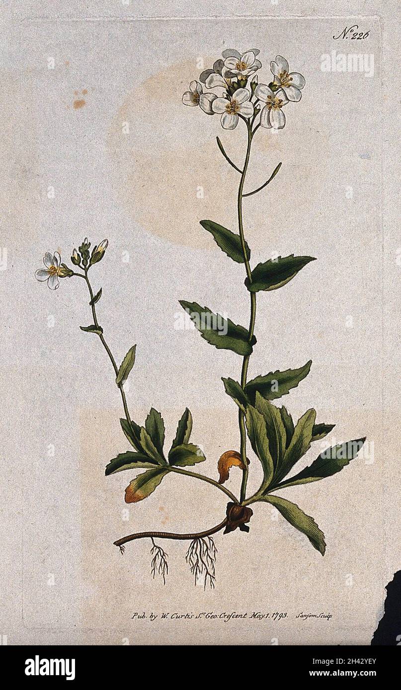 Rock or wall cress (Arabis alpina): flowering stem. Coloured engraving by F. Sansom, c. 1793. Stock Photo