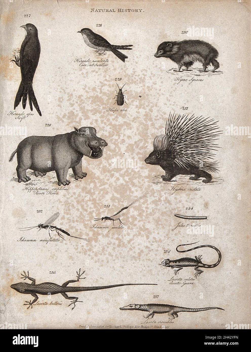 Above, a swift, a swallow, a hyrax, an insect, a hippopotamus and a ...