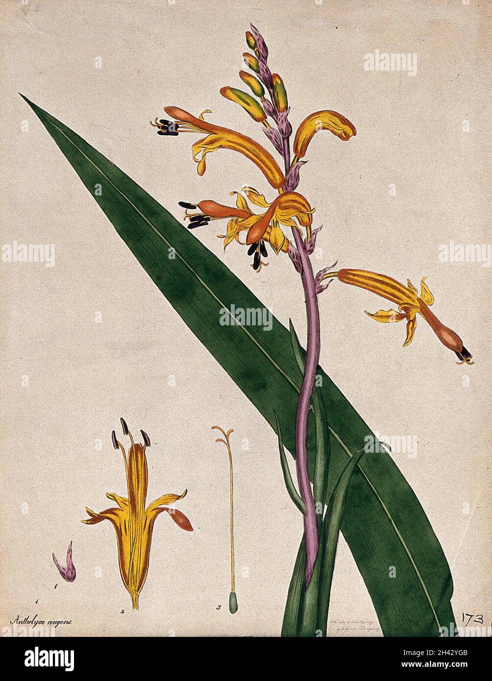 A plant (Babiana ringens): flower, leaf and floral segments. Coloured engraving, c. 1798, after H. Andrews. Stock Photo