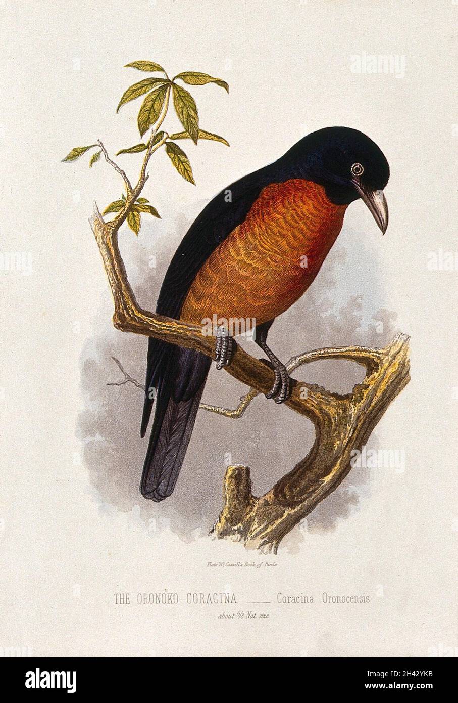 A oronoko coracina bird (Coracina oronocensis). Colour lithograph, ca. 1875. Stock Photo