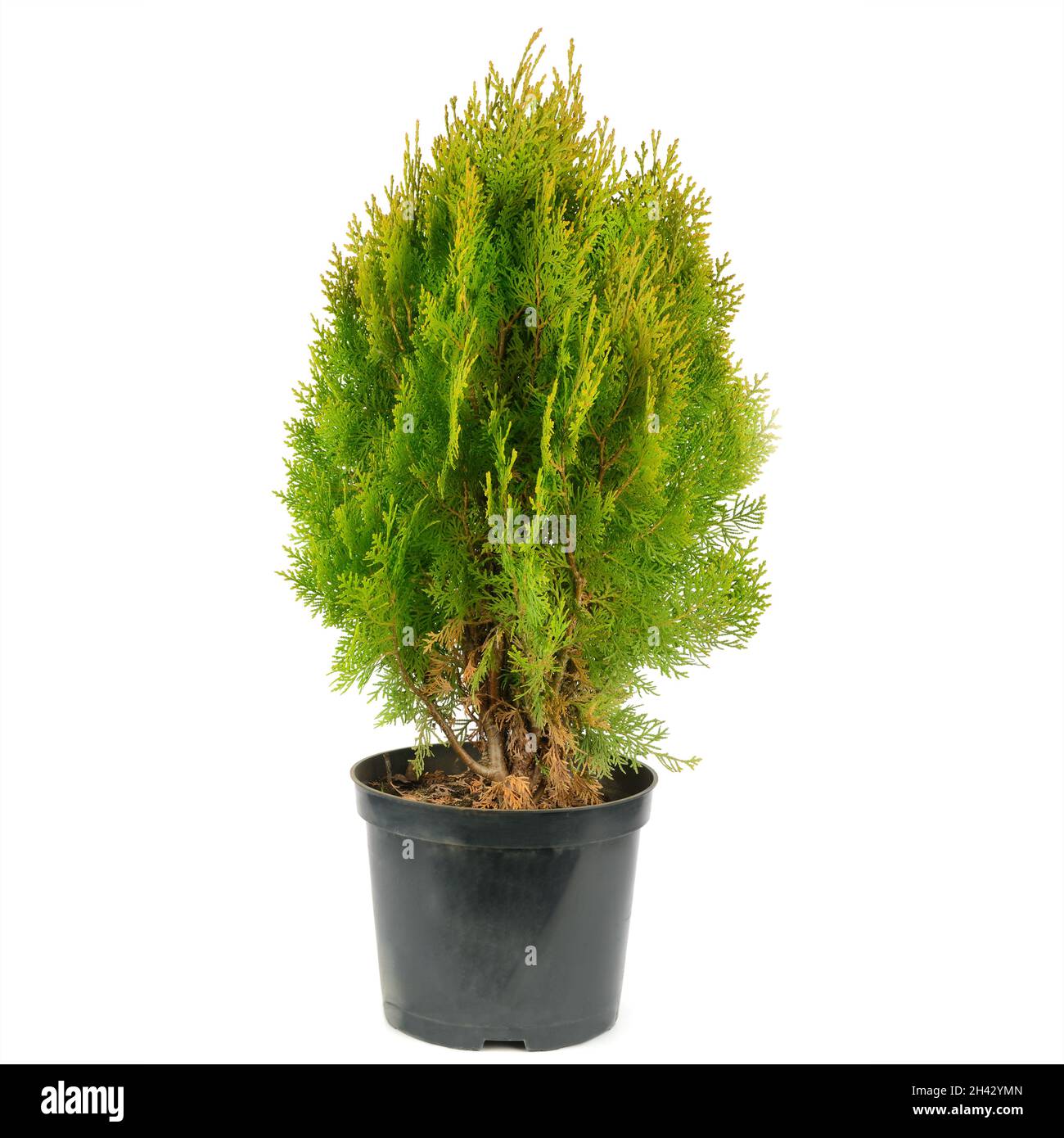 Thuja garden bush in a pot isolated on white background Stock Photo