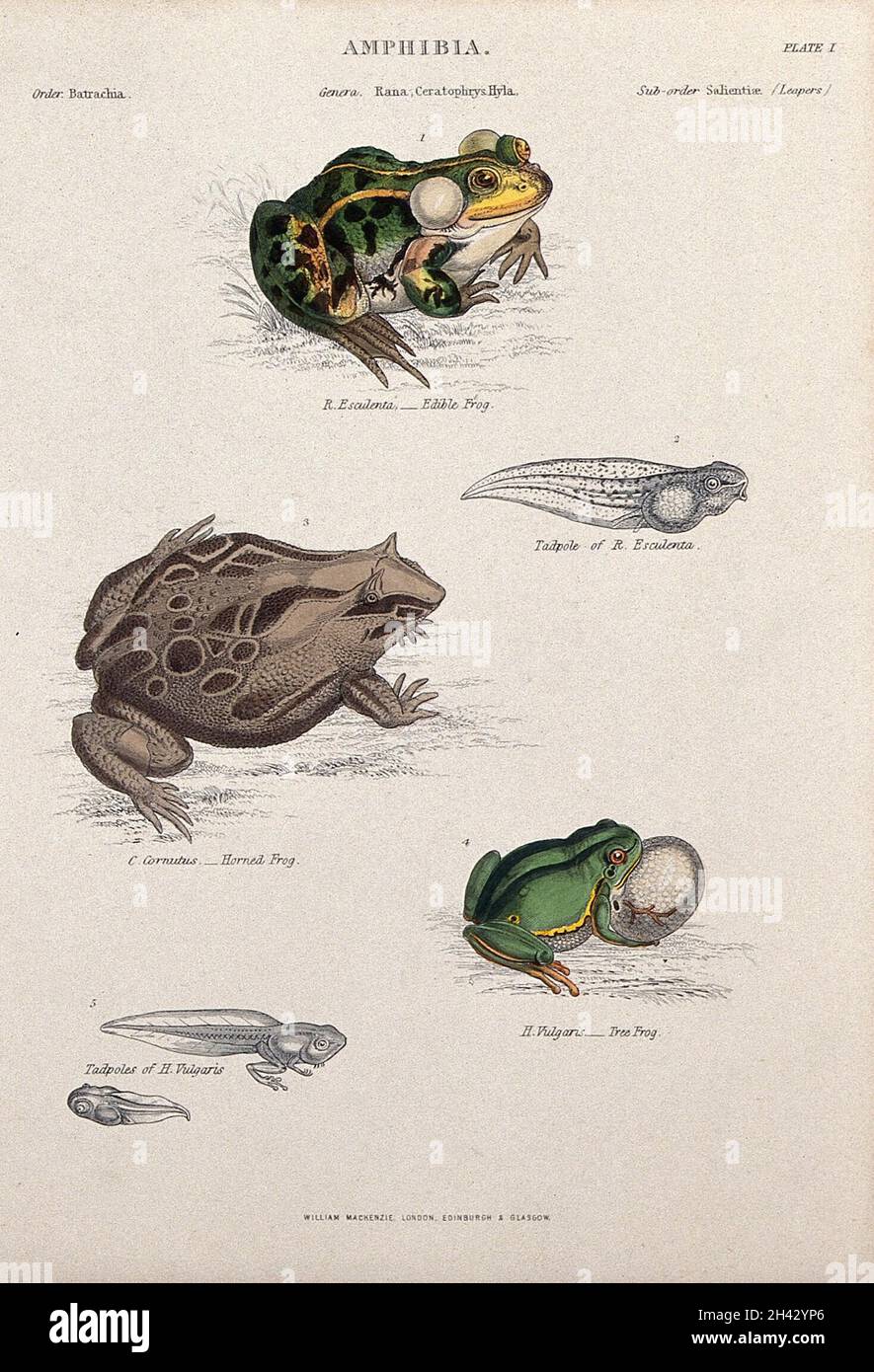 The edible frog with tadpole, tree frog with tadpole and horned frog