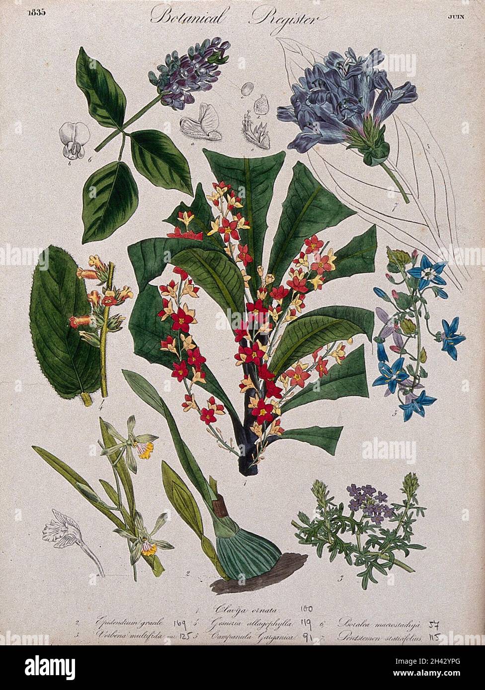 Seven plants, including an orchid, a campanula and a penstemon: flowering stems. Coloured etching, c. 1835. Stock Photo