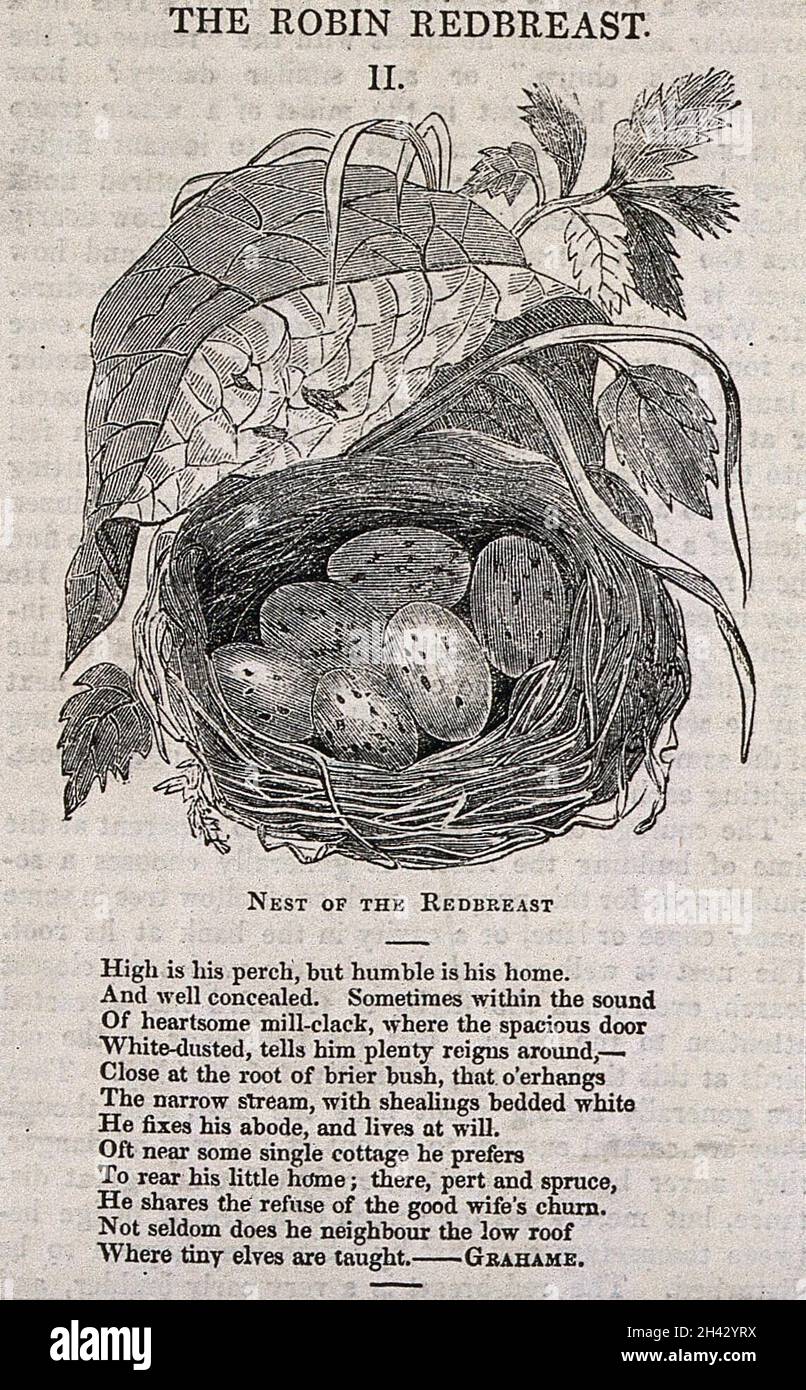 The nest and clutch of eggs of a robin. Wood engraving, ca. 1850 Stock