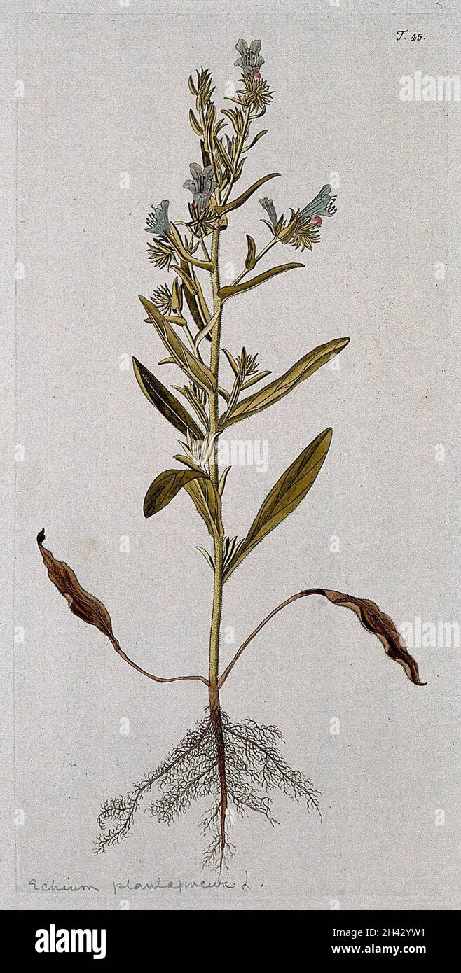 Bugloss (Echium lycopsis L.): entire flowering plant. Coloured engraving after F. von Scheidl, 1770. Stock Photo