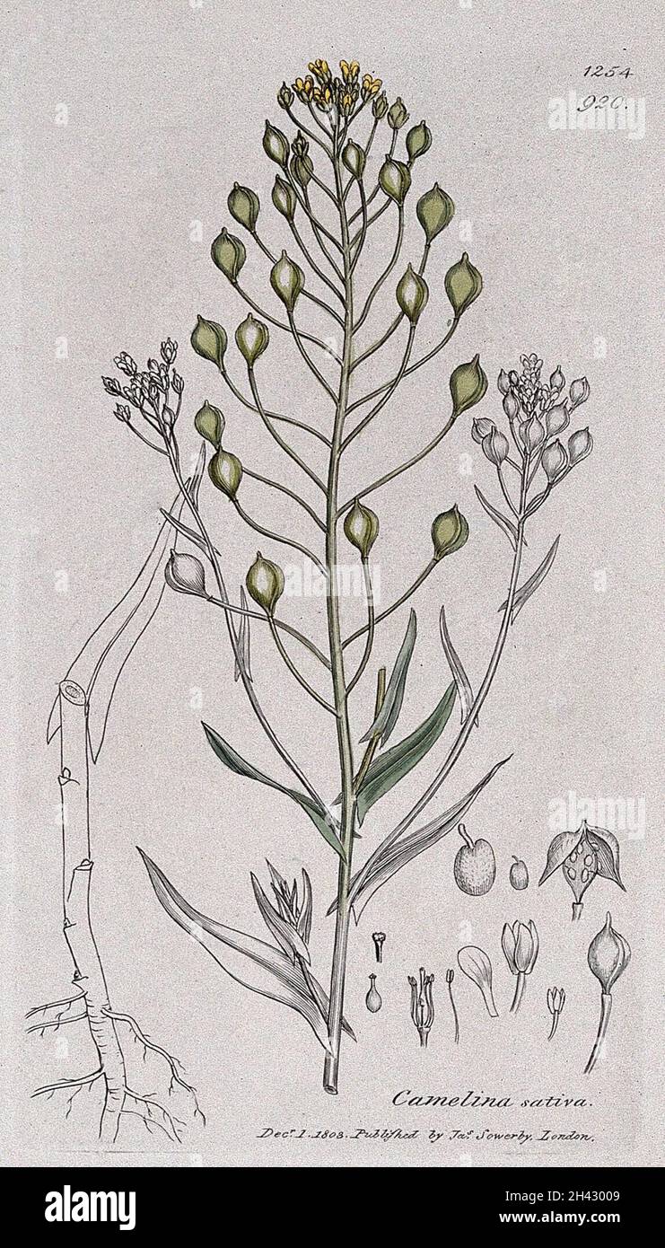 Gold-of-pleasure or false flax (Camelina sativa): flowering stem and floral segments. Coloured engraving after J. Sowerby, 1803. Stock Photo