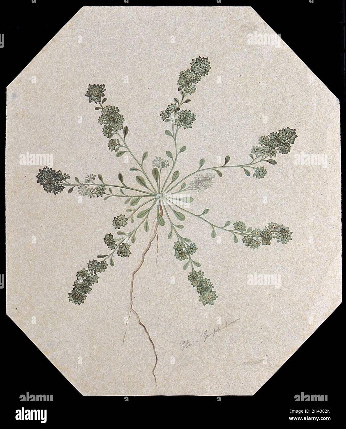 Flowering plant classification text hi-res stock photography and images ...