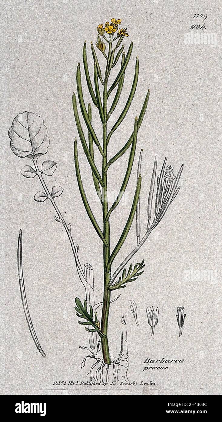 Land cress (Barbarea verna): flowering stem, leaf and floral segments. Coloured engraving after J. Sowerby, 1803. Stock Photo