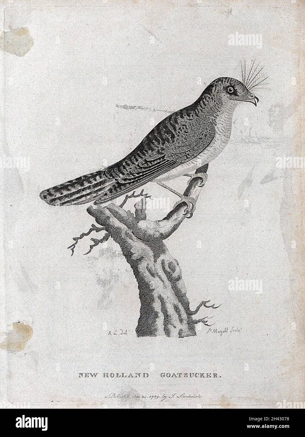 Goatsucker hi-res stock photography and images - Alamy