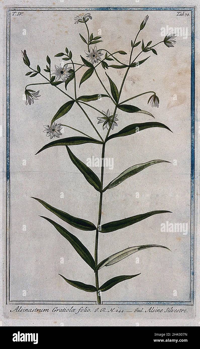 Waterwort (Elatine sp.): flowering stem. Coloured etching by M. Bouchard, 177-. Stock Photo