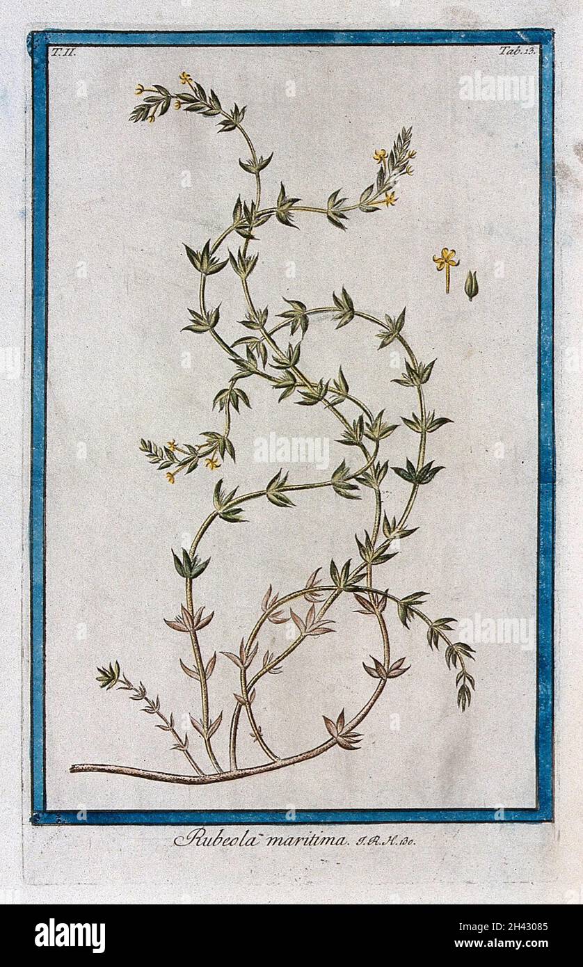 Crucianella maritima L.: flowering stem with separate floral sections. Coloured etching by M. Bouchard, 1774. Stock Photo