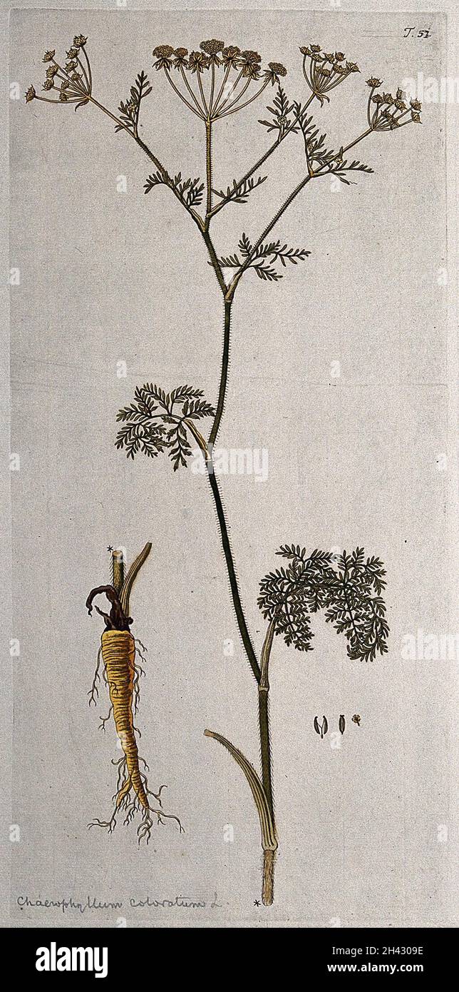 Chaerophyllum coloratum L.: flowering stem with separate rootstock, flower and fruit. Coloured engraving after F. von Scheidl, 1770. Stock Photo