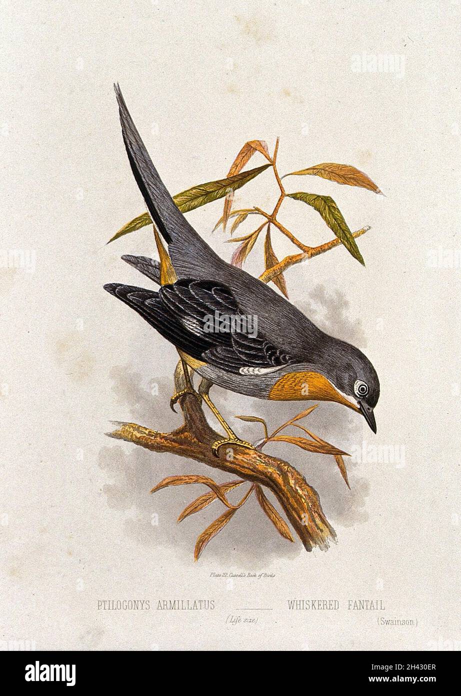 Fantail characteristics hi-res stock photography and images - Alamy