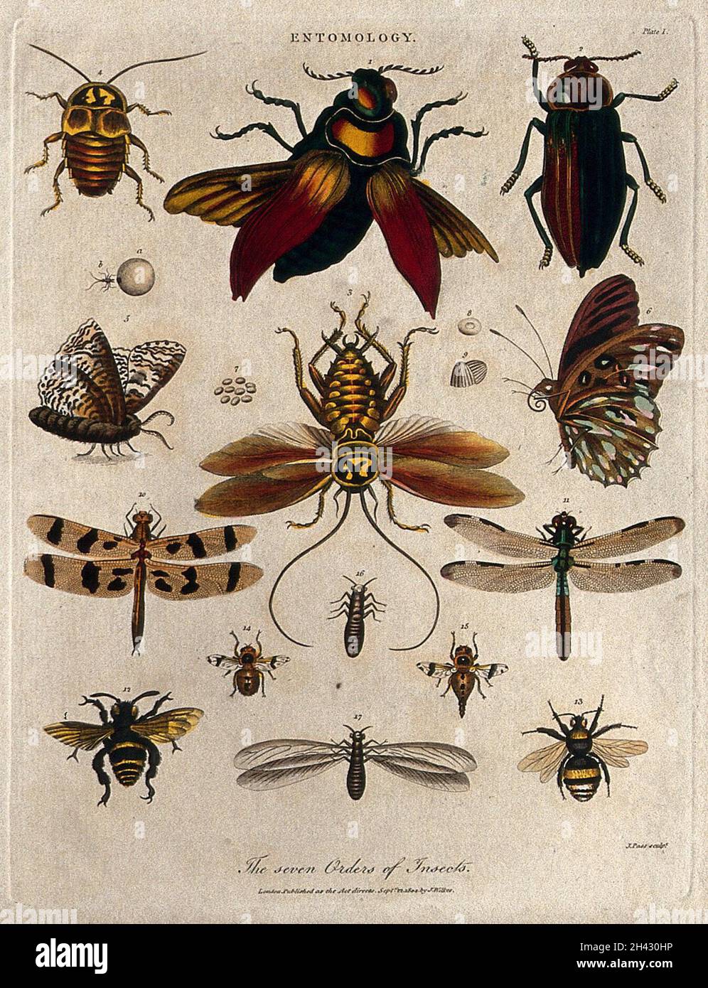 Seven different types of insects including the bee, the butterfly and the dragonfly. Coloured etching by J. Pass, 22 September 1804. Stock Photo