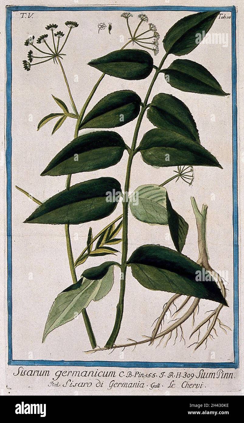 Water parsnip (Sium sp.): flowering and fruiting stem with separate leaf, root, flower and fruit. Coloured etching by M. Bouchard, 1778. Stock Photo