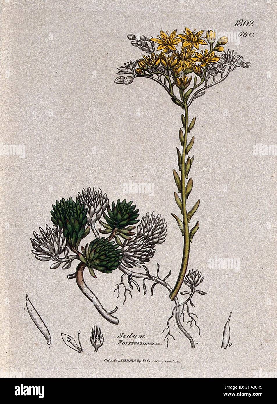 Stonecrop (Sedum forsterianum): flowering plant and floral segments. Coloured engraving after J. Sowerby, 1807. Stock Photo