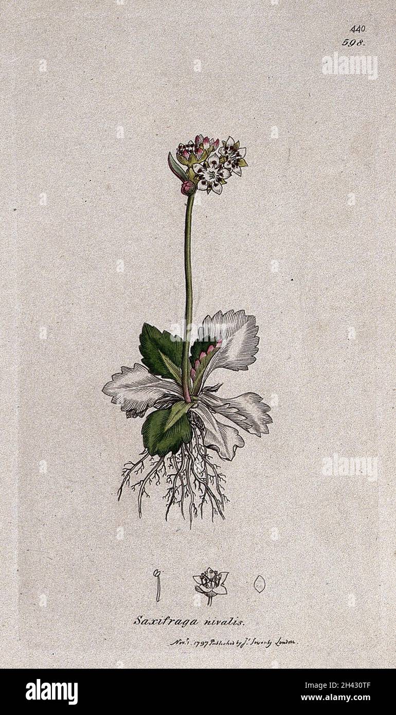 Saxifrage or rockfoil (Saxifraga nivalis): flowering plant and floral segments. Coloured engraving after J. Sowerby, 1797. Stock Photo