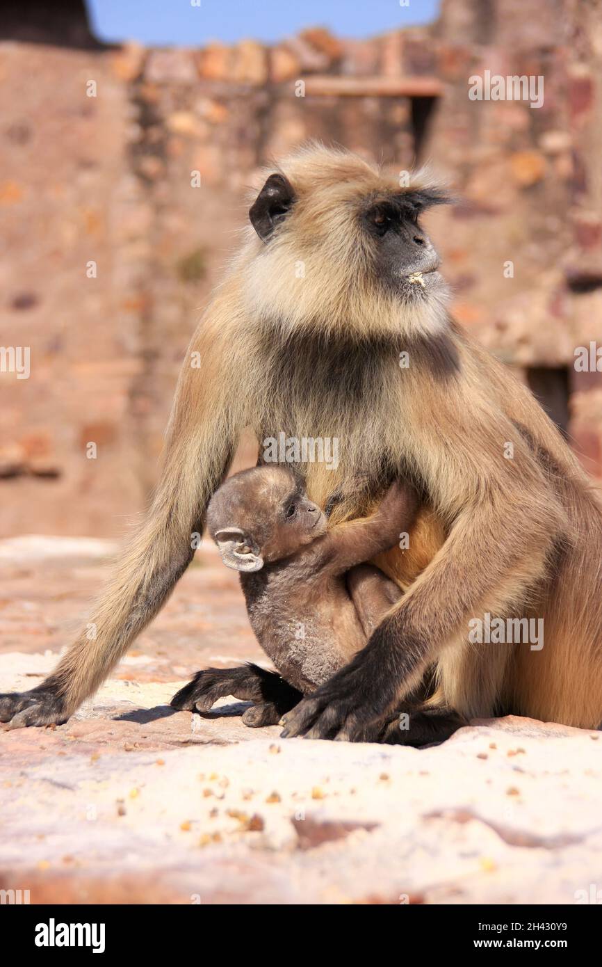 Gray langur (Semnopithecus dussumieri) with a baby sitting at Ranthambore Fort, Rajasthan, India Stock Photo