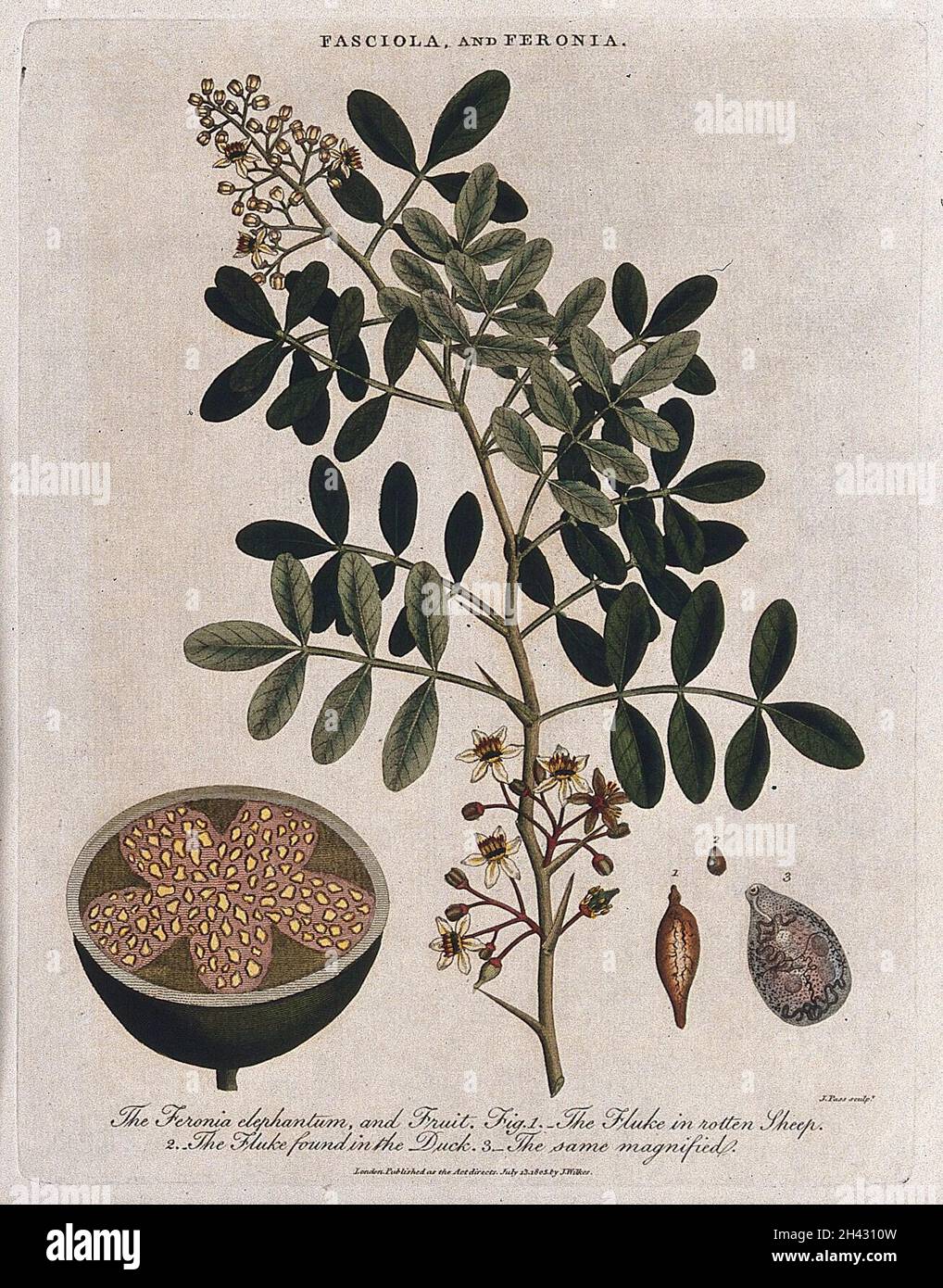 Elephant apple plant (Limonia acidissima) with sectioned fruit, and two liver flukes (Fasciola species). Coloured etching by J. Pass, c. 1805, after J. Ihle. Stock Photo