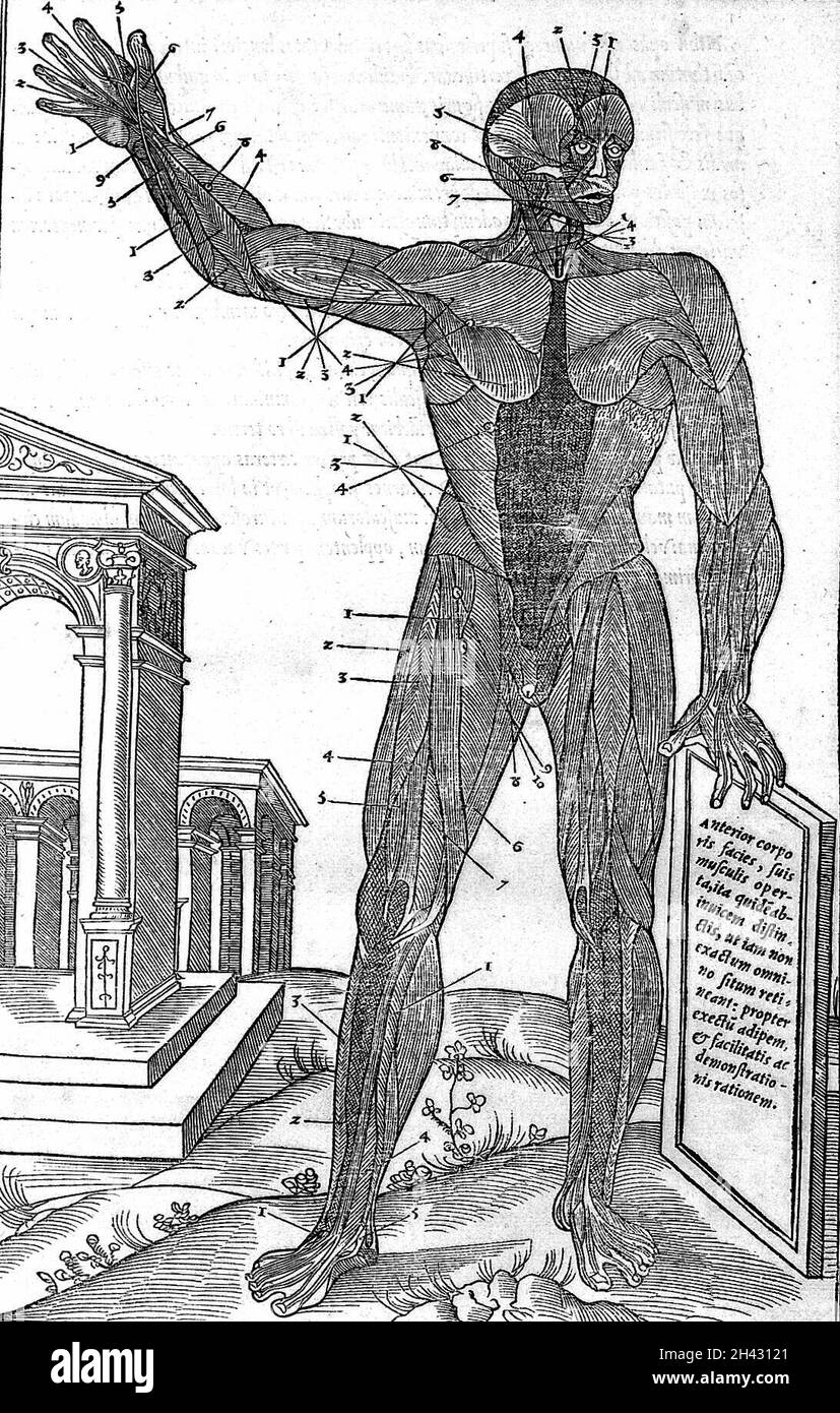 Human anatomy chart muscles Black and White Stock Photos & Images - Alamy