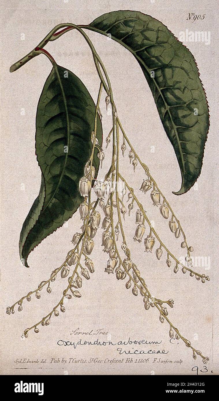 Tree sorrel or sourwood (Oxydendrum arboreum): flowering stem. Coloured engraving by F. Sansom, c. 1806, after S. Edwards. Stock Photo