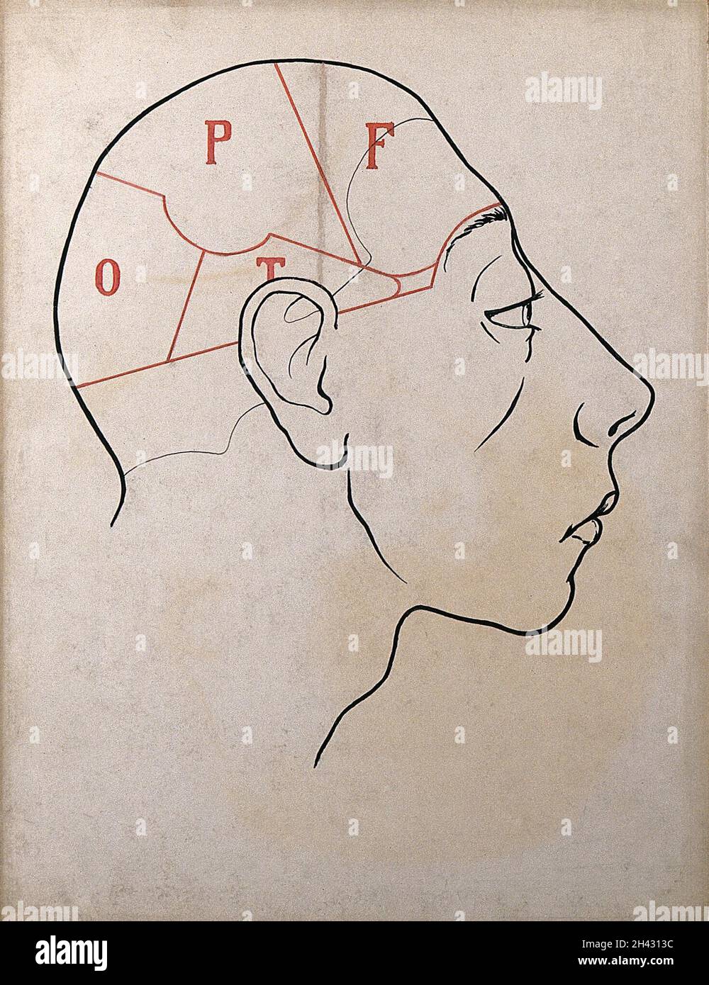 Right profile of head with depressed frontal lobes, divided up to show the location of all the lobes. Drawing, c. 1900. Stock Photo