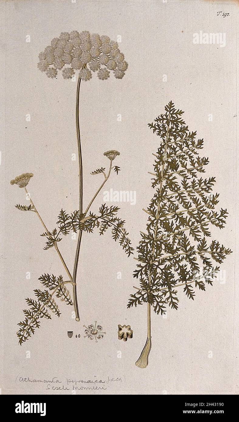 A plant (Athamanta pyrenaica Jacq.) related to candy carrot: flowering stem with separate leaf, section of stem, flower and fruit. Coloured engraving after F. von Scheidl, 1772. Stock Photo
