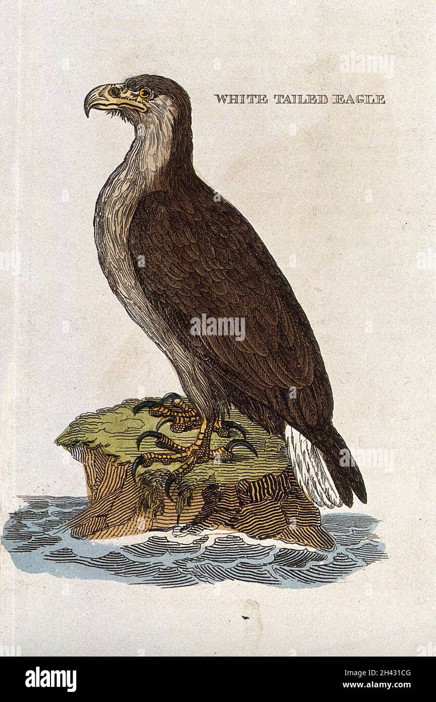 White tailed eagle engraving hi-res stock photography and images - Alamy