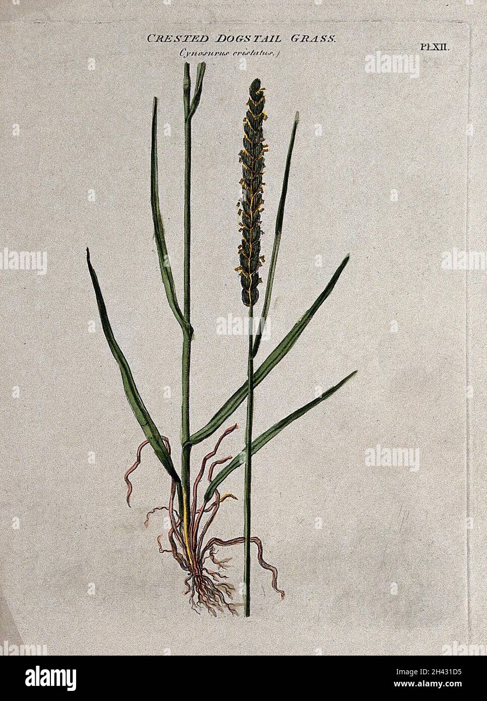 Crested dog's-tail grass (Cynosurus cristatus): seedhead and leafy stem. Coloured etching, c. 1805. Stock Photo
