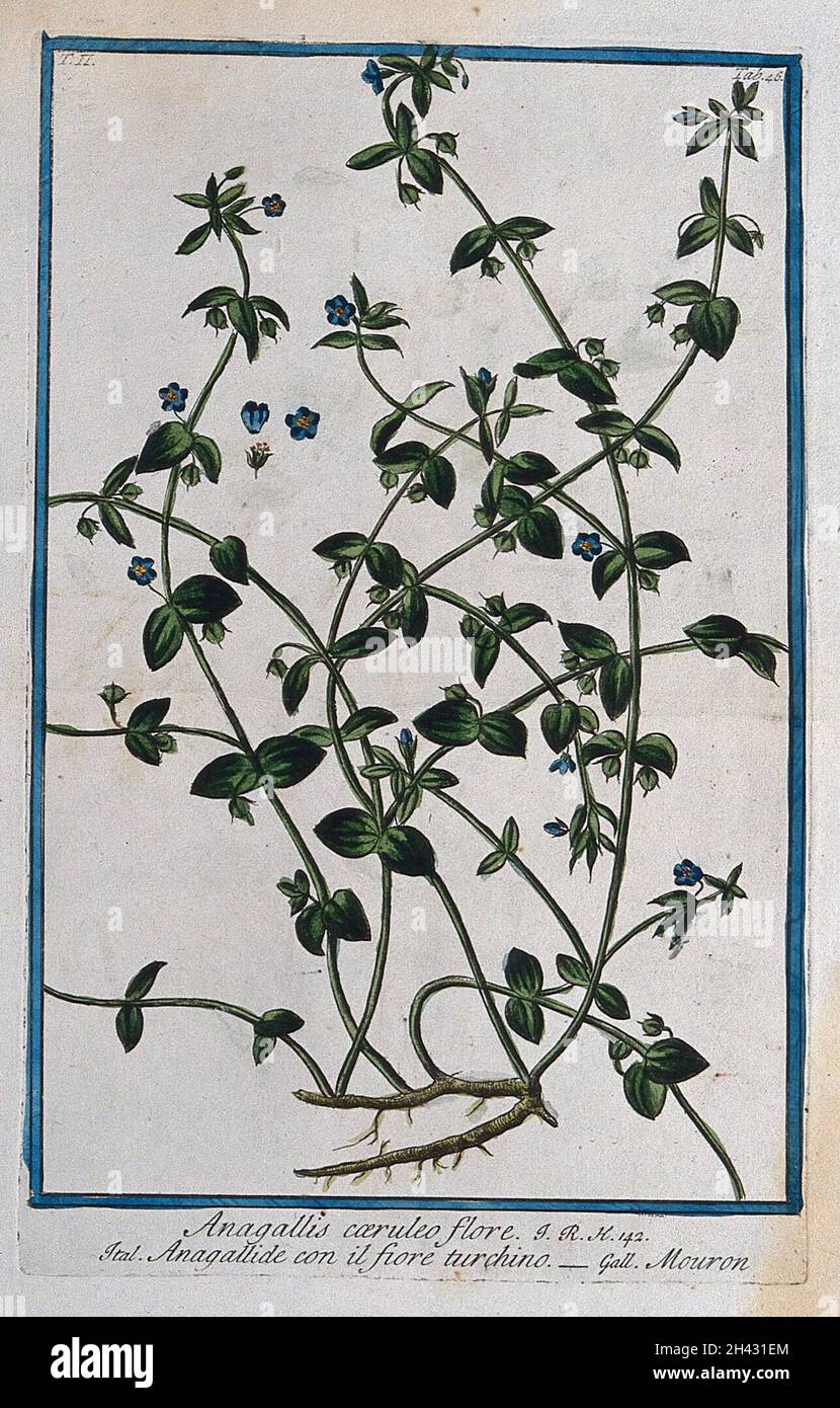 Common or scarlet pimpernel (Anagallis arvensis f. caerulea (Schreber) Baumg.): flowering and fruiting stems with root and separate floral sections. Coloured etching by M. Bouchard, 1774. Stock Photo