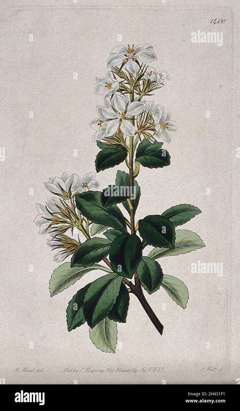 A plant (Rhaphiolepis indica): flowering stem. Coloured engraving by S. Watts, c. 1831, after M. Hart. Stock Photo