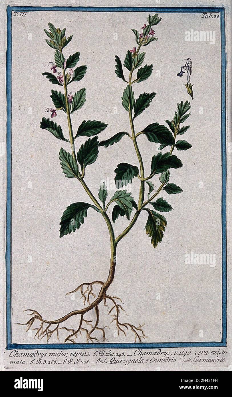 Wall germander (Teucrium chamaedrys L.): entire flowering plant with separate flower. Coloured etching by M. Bouchard, 1775. Stock Photo