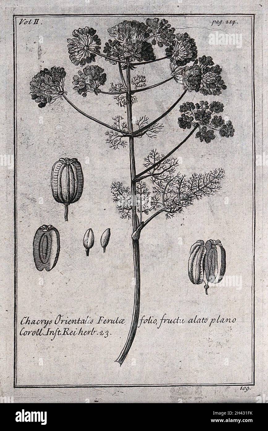 A plant (Laserpitium ferulaceum): flowering stem and floral segments. Etching, c. 1718, after C. Aubriet. Stock Photo