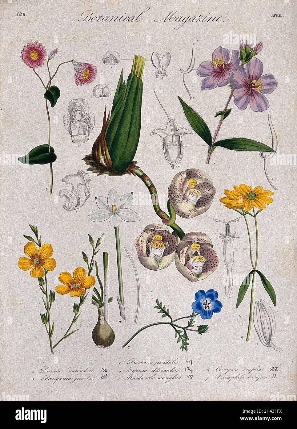 Seven garden plants, including an orchid (Peristeria pendula): flowering stems and floral segments. Coloured etching, c. 1836. Stock Photo