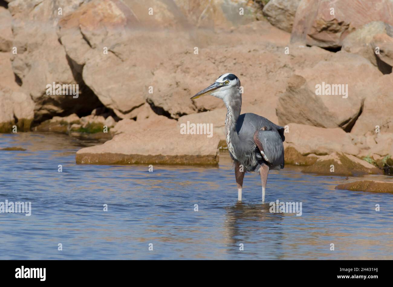 Great Blue Heron, Ardea herodias, swallowing prey Stock Photo