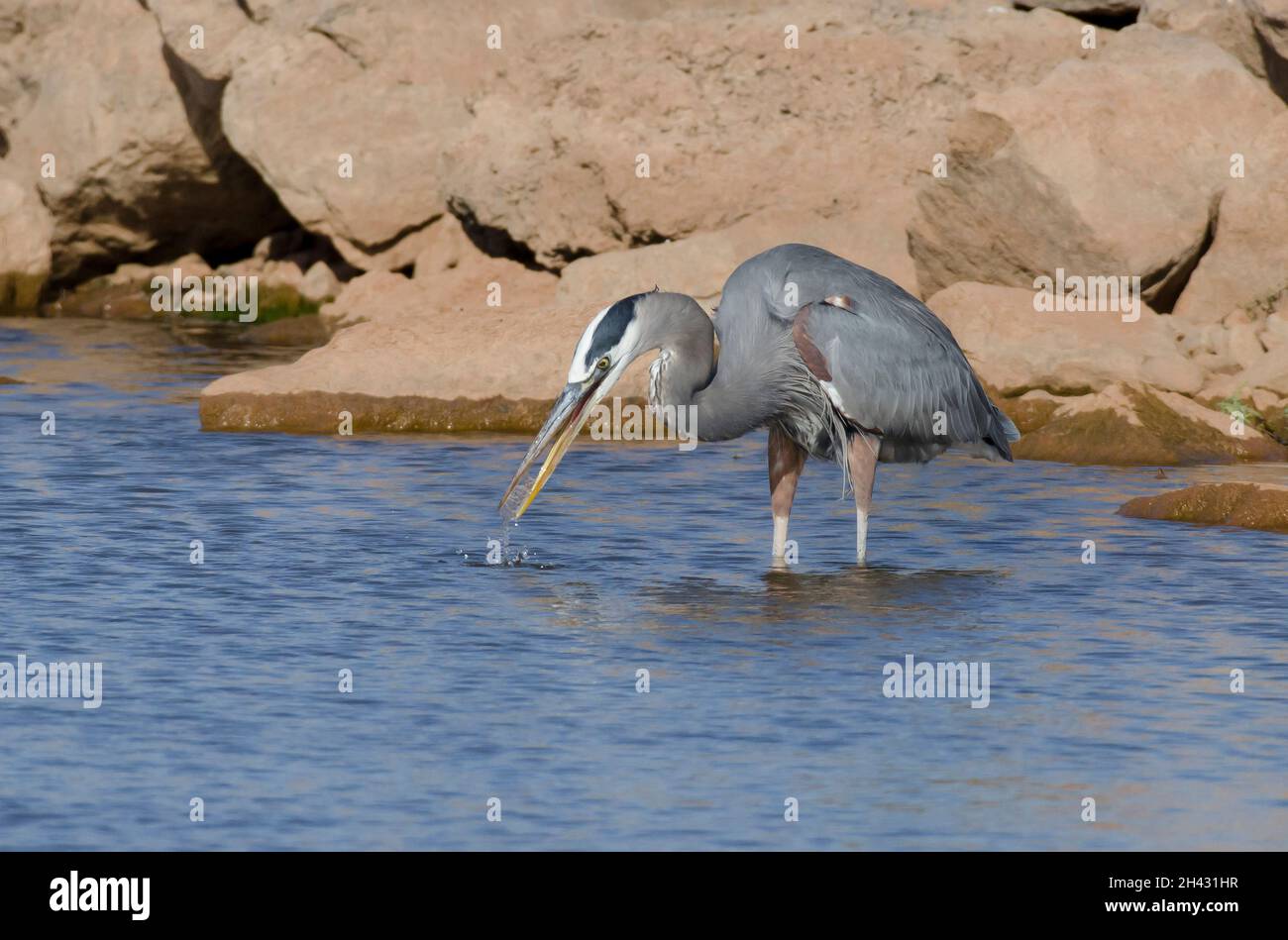 Great Blue Heron, Ardea herodias, rinsing beak after swallowing prey Stock Photo