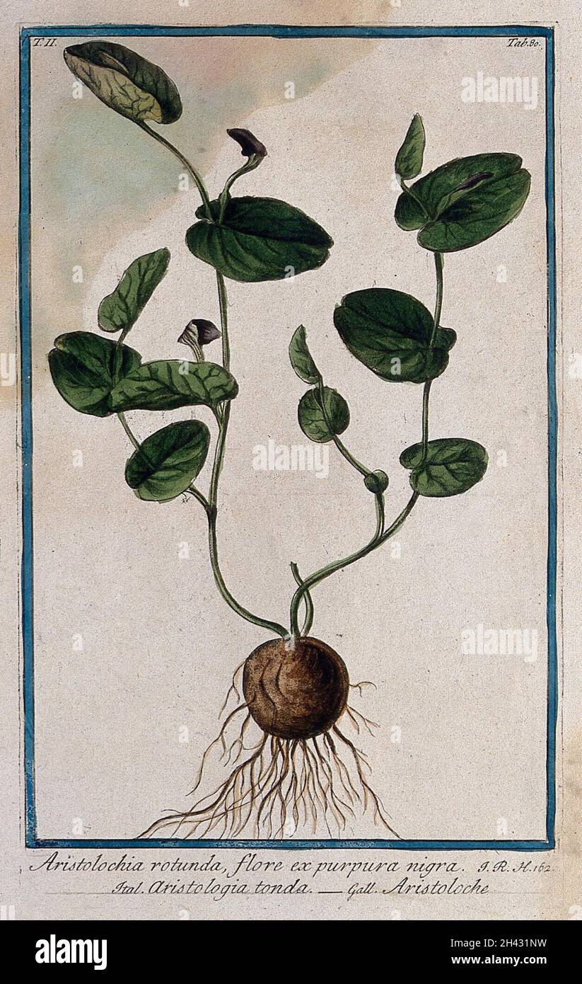 A plant (Aristolochia rotunda L.) related to birthwort: entire flowering plant. Coloured etching by M. Bouchard, 1774. Stock Photo