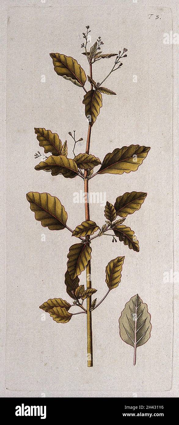 Boerhavia erecta: flowering and fruiting stem with separate leaf. Coloured engraving after F. von Scheidl, 1770. Stock Photo