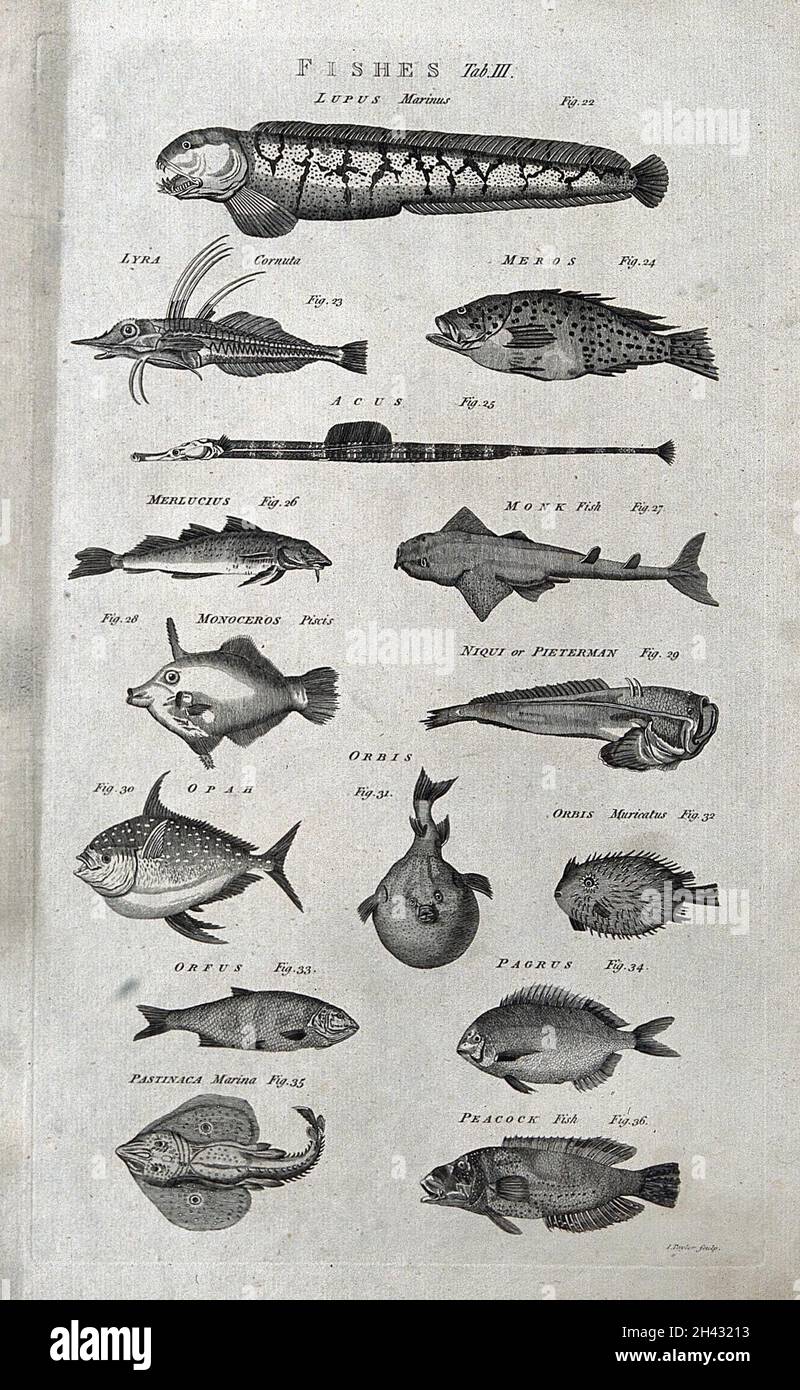 Fifteen fishes, including a monk fish and peacock fish. Engraving by I. Taylor. Stock Photo