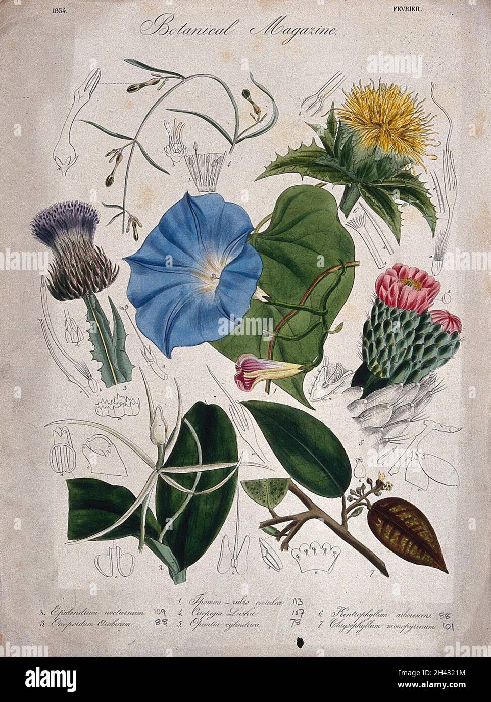 seven-garden-plants-including-a-h-eavenly-blue-ipomoea-flowering