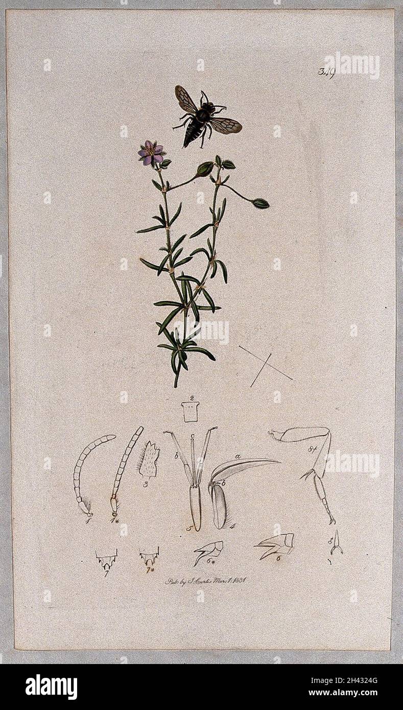 A sand spurrey plant (Spergularia media) with an associated insect and its anatomical segments. Coloured etching, c. 1831. Stock Photo