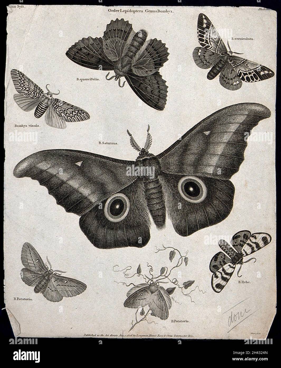 Seven insects of the order Lepidoptera, with four scale-covered wings ...