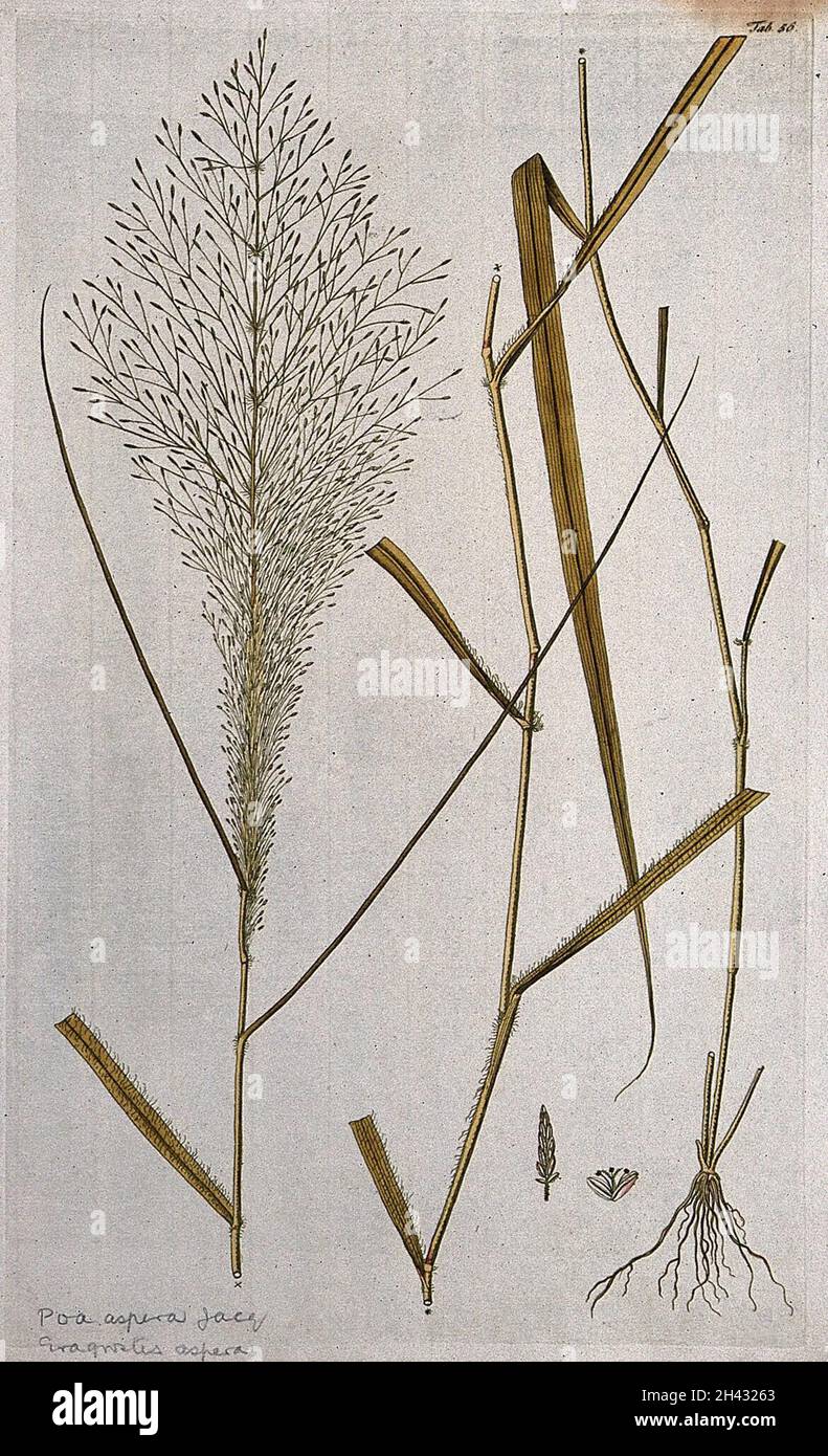 Eragrostis aspera: three sections of the flowering plant with separate flower and fruit. Coloured engraving after F. von Scheidl, 1776. Stock Photo