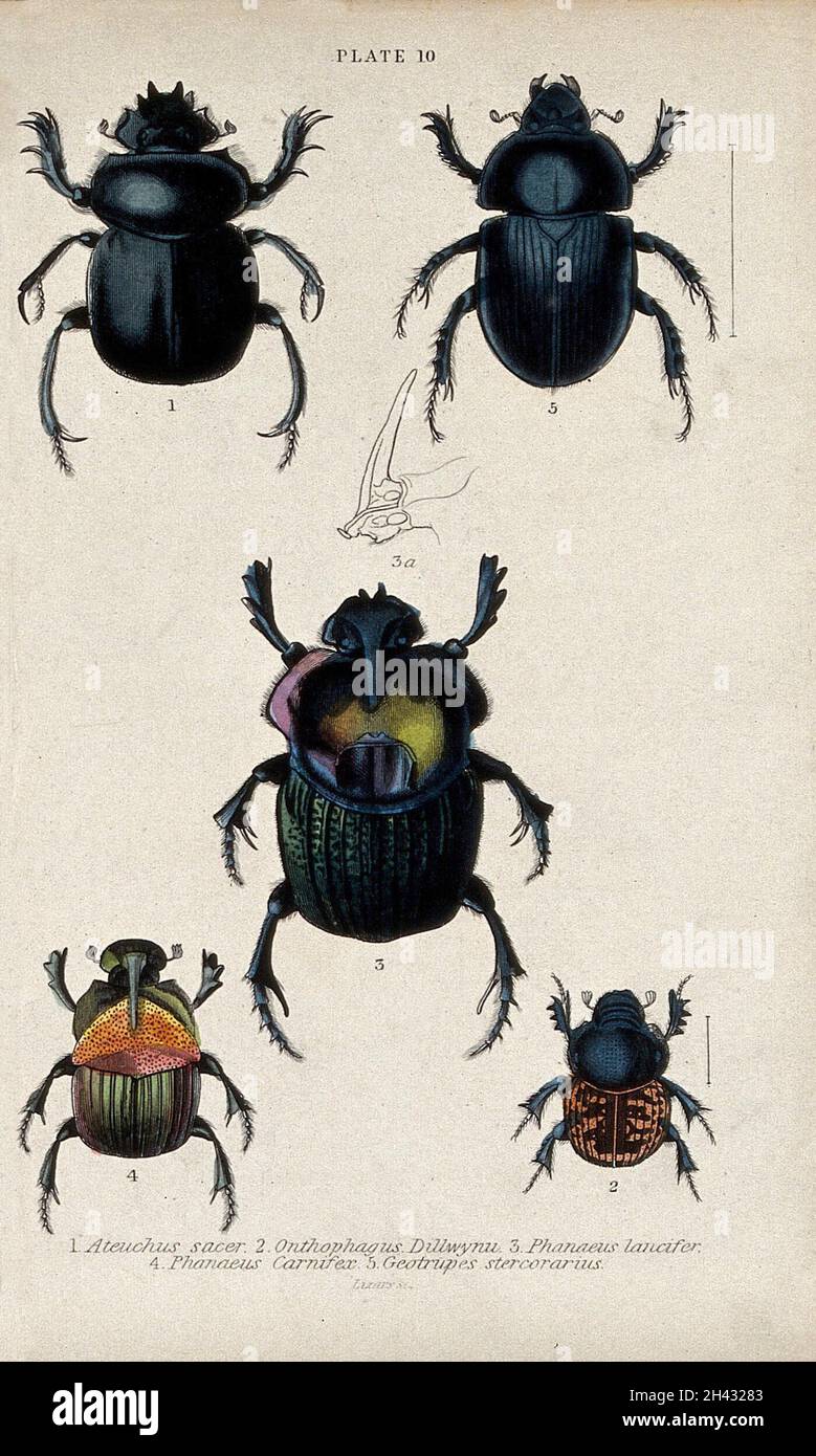Six winged insects and a cross-section of a proboscis of the phanaeus lancifer. Coloured engraving by W. H. Lizars. Stock Photo
