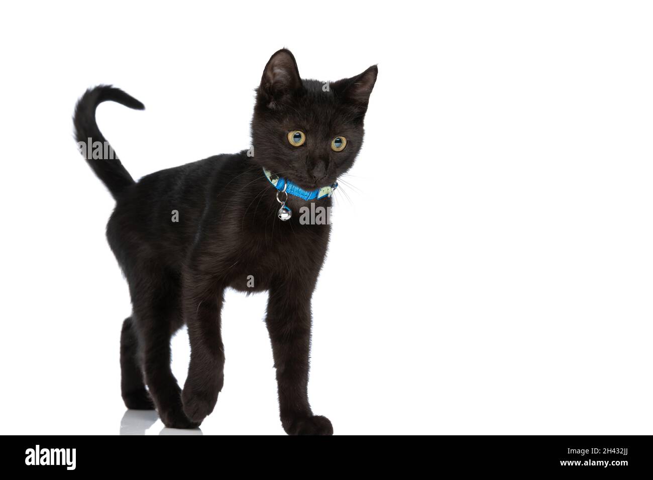 curious black kitty with blue collar looking to side and walking isolated on white background in