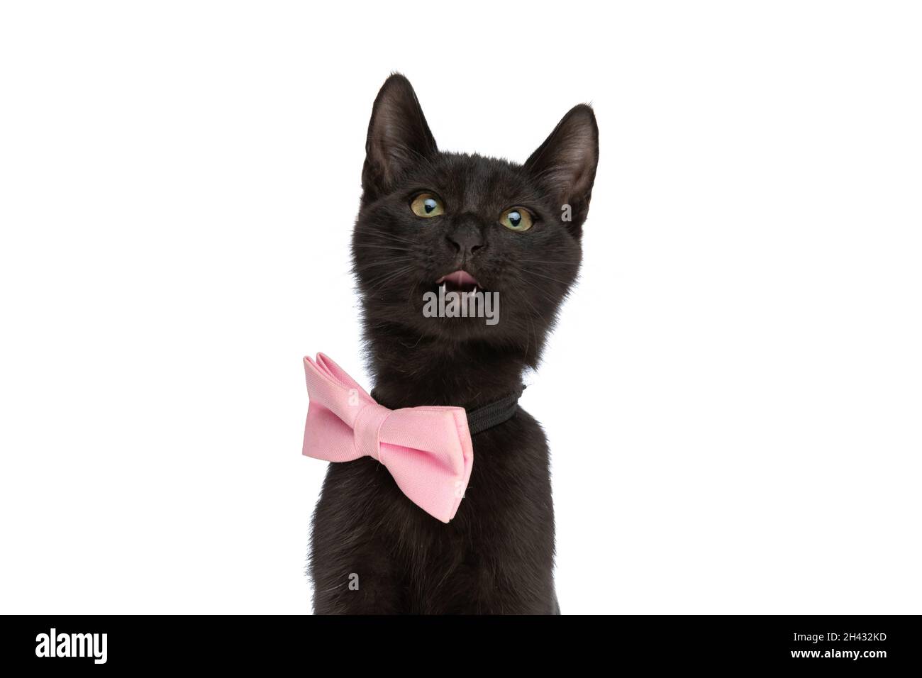 eager black cat with pink bowtie sticking out tongue and curiously
